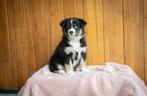 Gesocialiseerde Pomsky x Australian Shepherd pups, Dieren en Toebehoren, Rabiës (hondsdolheid), Overige rassen, 8 tot 15 weken