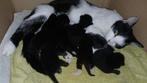 Kittens, Dieren en Toebehoren, Ophalen, Zo goed als nieuw, Kooi-accessoires