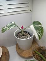 Monstera variegata plantje, Huis en Inrichting, Kamerplanten, Ophalen, Halfschaduw, Minder dan 100 cm