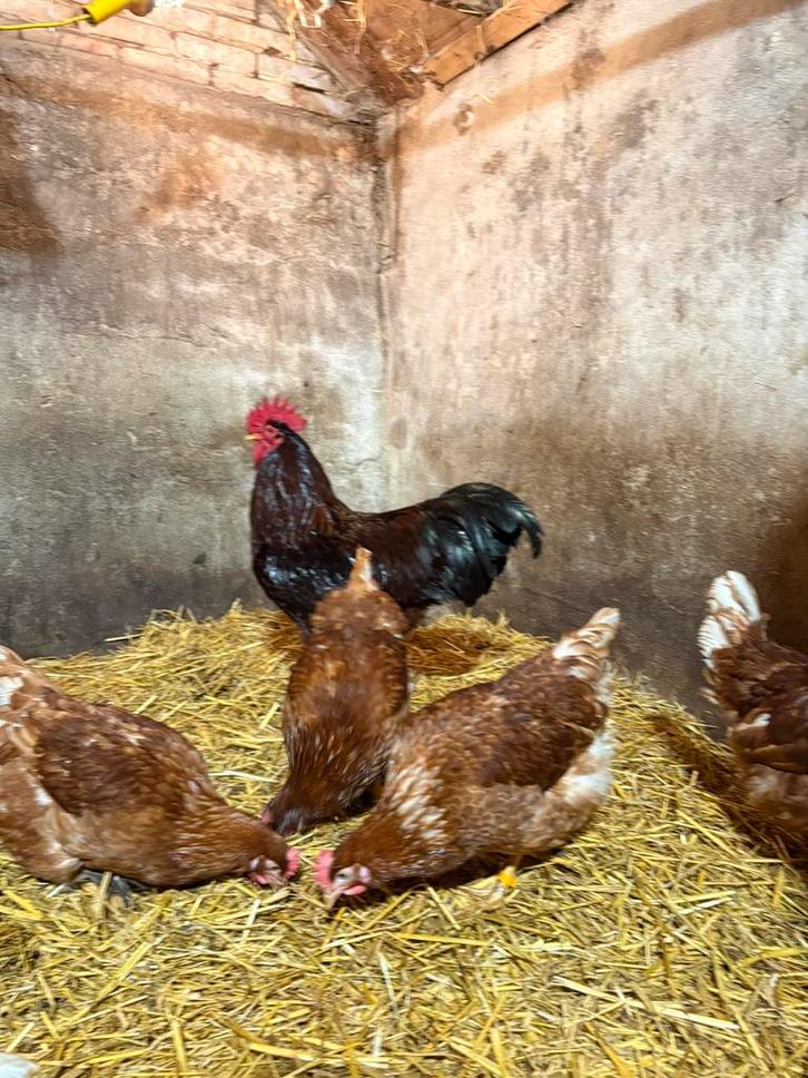 Broedeieren te koop, Dieren en Toebehoren, Pluimvee, Kip, Geslacht onbekend