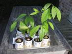 pannenkoekplant, avocado, bananenplant, siernetel, graslelie, Huis en Inrichting, Kamerplanten, Overige soorten, Minder dan 100 cm