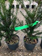 Goedkope Taxus haag, NU € 3,95 p.st. 45-55 cm hoog, Ophalen, Taxus, Haag, Minder dan 100 cm