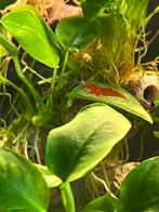 🦐Jonge Neocaridina Garnalen rood  🍒“ Red Cherry ” ZIE FOTO, Dieren en Toebehoren, Vissen | Aquariumvissen, Kreeft, Krab of Garnaal
