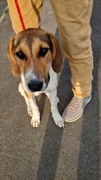 Maak kennis met pup IVO, Dieren en Toebehoren, Particulier, Rabiës (hondsdolheid), 15 weken tot 1 jaar, Reu
