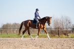 Allround lease ponys en paarden aangeboden!, Ruiter of Bijrijder