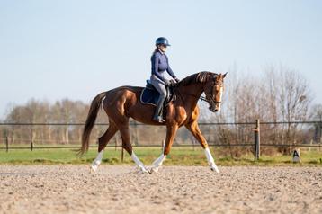 Allround lease ponys en paarden aangeboden! beschikbaar voor biedingen