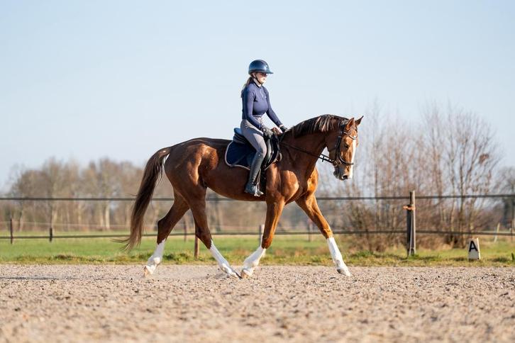 Allround lease ponys en paarden aangeboden!, Diensten en Vakmensen, Dieren | Paarden | Verzorging, Oppas en Les, Paardrijles of Ponykampen