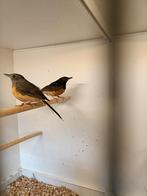 Te koop prachtig koppel schamalijsters, Dieren en Toebehoren, Vogels | Overige Vogels, Meerdere dieren, Geringd