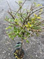 Liguster op stam - Sierlijke tuinplant, Vaste plant, Bloeit niet, Halfschaduw, Ophalen