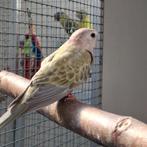 Bourkes gezocht, Dieren en Toebehoren, Meerdere dieren