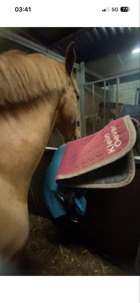 Verzorg paard gezocht/bijrijder aangeboden, Dieren en Toebehoren, Paarden en Pony's | Overige Paardenspullen, Overige soorten