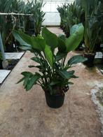 Strelitzia Reginae Kleine en Grote Kamerplant, Ophalen, 200 cm of meer, Overige soorten, Halfschaduw