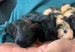 Super lieve tamme cavia s, Cavia, Juni, Vrouwelijk, Tam