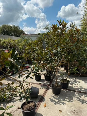 Magnolia grandi flora little jen groet als struik tot 400 cm beschikbaar voor biedingen