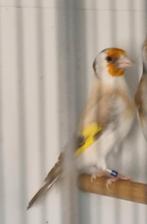 Majoor putter Pop, Dieren en Toebehoren, Vrouwelijk, Wildzangvogel, Geringd