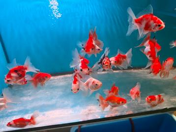 Tekoop div. Kleine oranda verschillende soorten beschikbaar voor biedingen