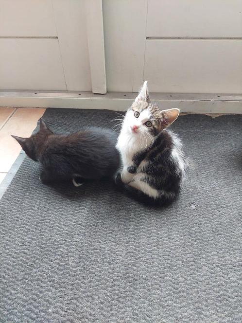 te koop kittens, Dieren en Toebehoren, Katten en Kittens | Overige Katten, Kortharig, Meerdere dieren, 0 tot 2 jaar