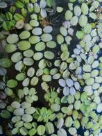 Salvinia minima aquarium drijfplantje, Dieren en Toebehoren, Vissen | Aquariumvissen