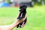 prachtige pups borador/friese stabij te koop, Overige rassen, 8 tot 15 weken, CDV (hondenziekte), Meerdere