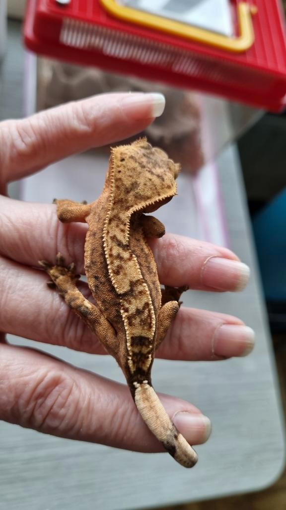 Crested gecko wimpergekko vrouw