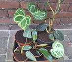 Kamerplantenbox €10. Philodendron en Anthurium., Huis en Inrichting, Ophalen, Halfschaduw, Minder dan 100 cm