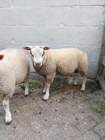 2 dekrammen Texelaar x Rouge, Dieren en Toebehoren, Schapen, Geiten en Varkens, Mannelijk, Schaap, 0 tot 2 jaar