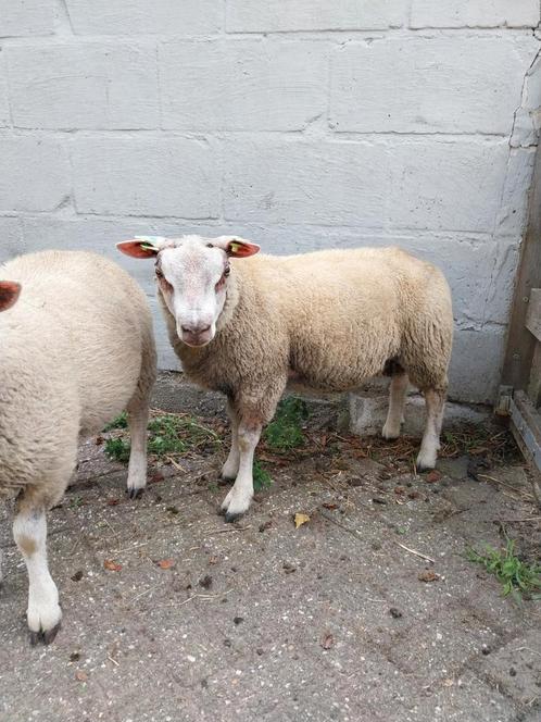 2 dekrammen Texelaar x Rouge, Dieren en Toebehoren, Schapen, Geiten en Varkens, Schaap, Mannelijk, 0 tot 2 jaar