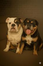 Prachtige New English Bulldog pups te koop!, CDV (hondenziekte), 8 tot 15 weken, Bulldog, Meerdere