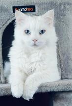 Ragdoll kater pure wit, Kater, Gechipt, 0 tot 2 jaar