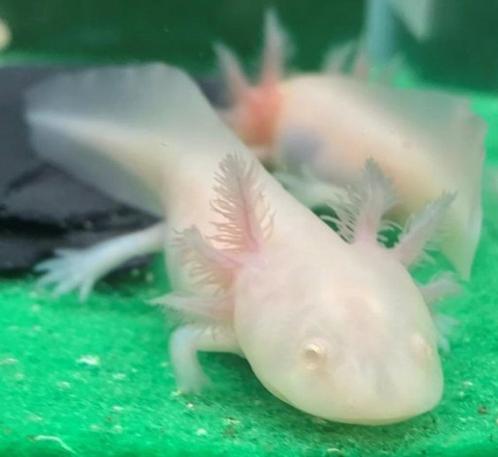 Axolotl White Albino, Dieren en Toebehoren, Vissen | Aquariumvissen, Zoetwatervis, Overige typen