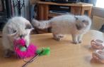 Met stamboom   ragdoll kittens, Meerdere dieren, Met stamboom