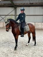 Newforest x nrps ruin pony, Dieren en Toebehoren, Pony's, Ruin, D pony (1.37m tot 1.48m), Gechipt, 3 tot 6 jaar