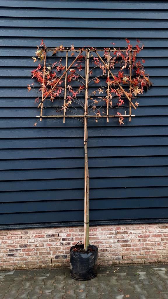 Liquidambar Styraciflua 'Worplesdon' Lei Amberboom 🌿🍁, Tuin en Terras, Planten | Bomen, Overige soorten, Volle zon, Ophalen