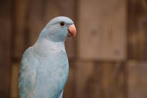 Halsbandparkiet | baby's | mooie kleuren, Dieren en Toebehoren, Vogels | Parkieten en Papegaaien, Parkiet, Meerdere dieren, Pratend