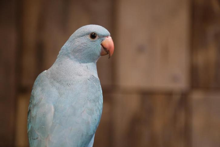 Halsbandparkiet | baby's | mooie kleuren, Dieren en Toebehoren, Vogels | Parkieten en Papegaaien, Parkiet, Meerdere dieren, Pratend