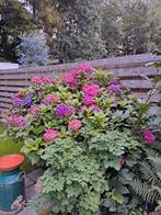 Boerenhortensia, Tuin en Terras, Planten | Tuinplanten, Ophalen, Overige soorten, Halfschaduw