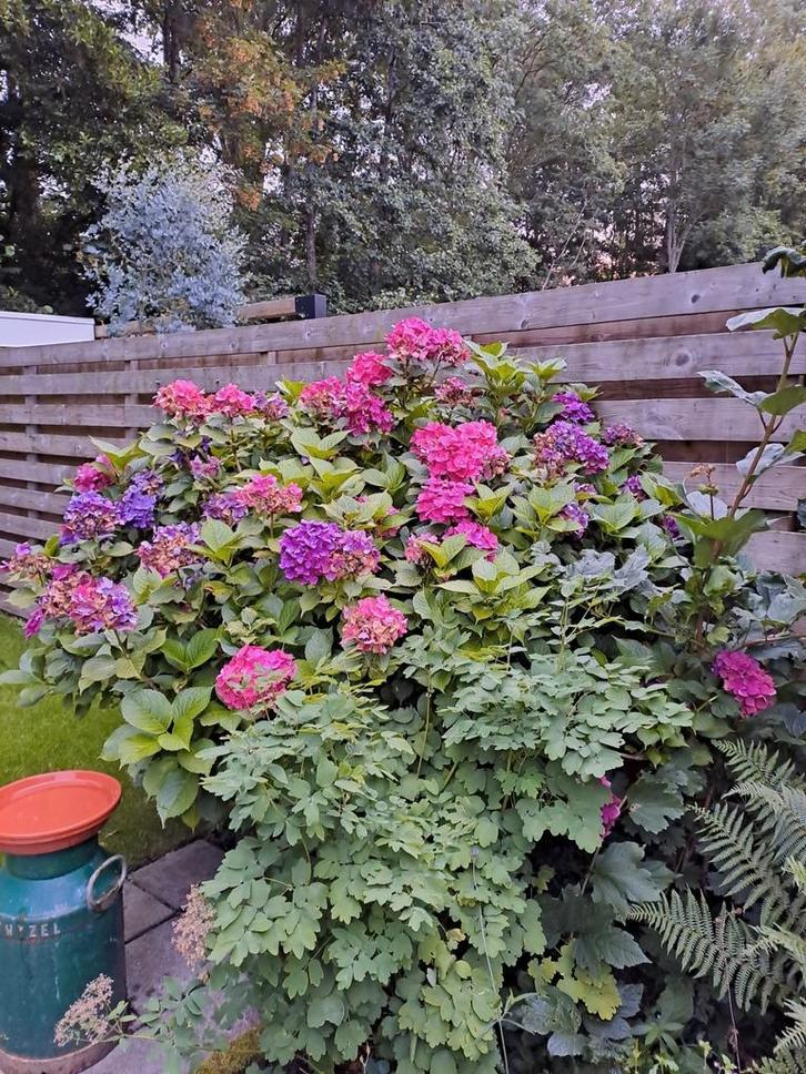 Boerenhortensia, Tuin en Terras, Planten | Tuinplanten, Overige soorten, Halfschaduw, Ophalen