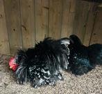 Koppel Cochin kriel, Dieren en Toebehoren, Pluimvee, Meerdere dieren, Kip