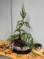 Bonsai Juniperus chinensis, Bloeit niet, Halfschaduw, Overige soorten, Minder dan 100 cm