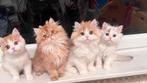 Golden kittens met stamboom, Dieren en Toebehoren, Katten en Kittens | Raskatten | Korthaar, Meerdere dieren, Met stamboom, 0 tot 2 jaar