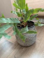 Blauwvaren in pot, Overige soorten, In pot, Minder dan 100 cm, Groene kamerplant