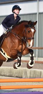 Schockemohle slimford anatomisch hoofdstel bruin, Dieren en Toebehoren, Ophalen of Verzenden, Zo goed als nieuw