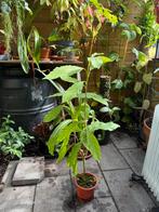Avocado boompje, Tuin en Terras, Planten | Tuinplanten, Ophalen, Zomer, Overige soorten, Volle zon