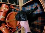 Koningspoedel pups 2 kleurig(doodle), Rabiës (hondsdolheid), Overige rassen, 8 tot 15 weken, Meerdere