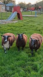 3 bonte en 1 witte Dek ram rammen te koop, Mannelijk, Schaap, 0 tot 2 jaar