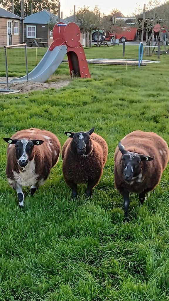 3 bonte en 1 witte Dek ram rammen te koop, Dieren en Toebehoren, Schapen, Geiten en Varkens, Schaap, Mannelijk, 0 tot 2 jaar
