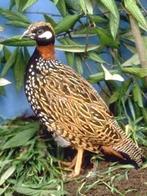 Halsband frankolijnen, Dieren en Toebehoren, Meerdere dieren, Tropenvogel, Geringd