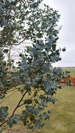 Grote eucalyptus boom, Tuin en Terras, Ophalen, Volle zon, Overige soorten