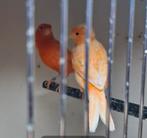 Kanarie mannen en pop., Meerdere dieren, Kleurkanarie