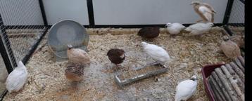 Kwartels bij de Parkieten. beschikbaar voor biedingen